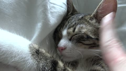 Cute Little Cat Lets Mom Play with His Ear