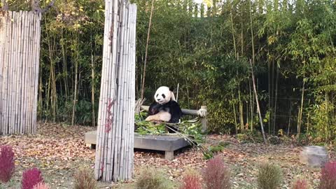 Panda loves bamboo