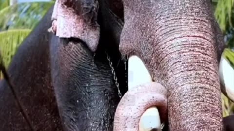 പാമ്പാടി രാജൻ 🐘