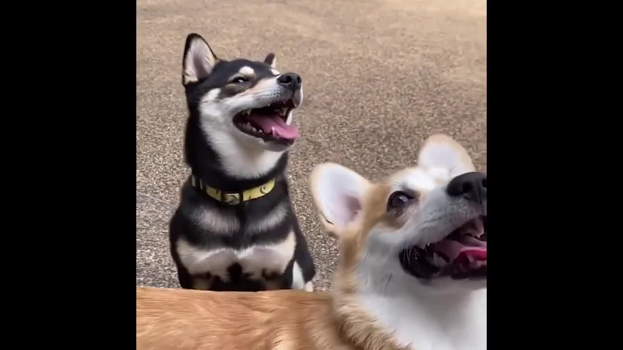 Funny Animal Compilation