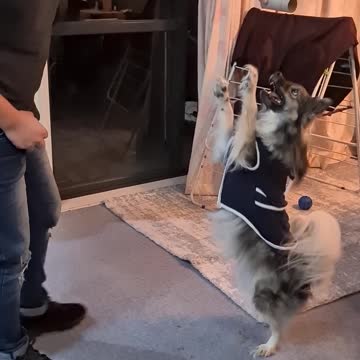 Talented puppy walks like a human on two legs