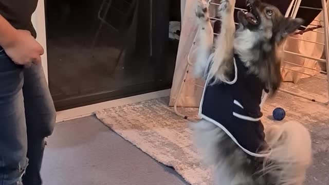 Talented puppy walks like a human on two legs