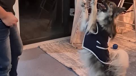 Talented puppy walks like a human on two legs