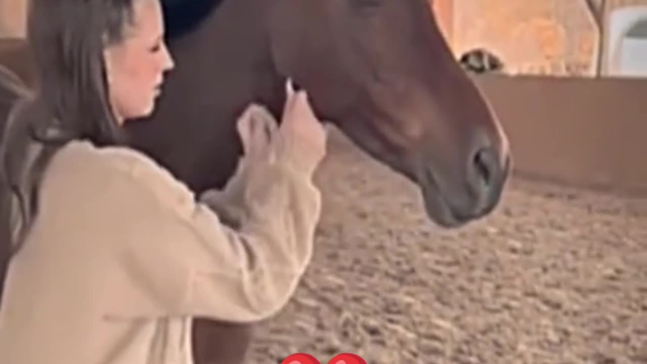 Funny video - Horse