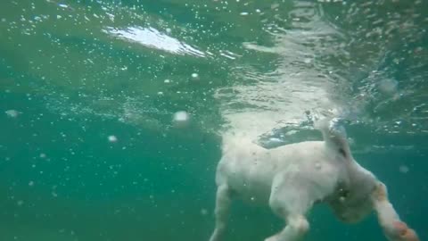 Swimming dog