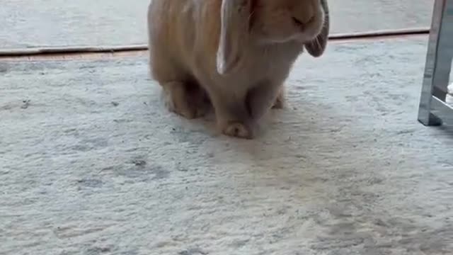 The bunniest bunny 🐰❤️😍