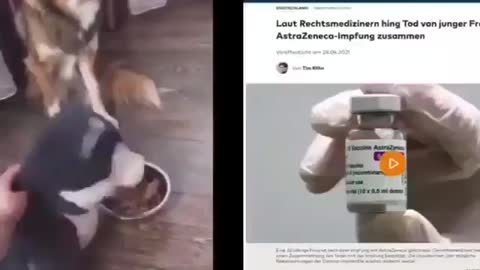 come prendere esempio dagli animali