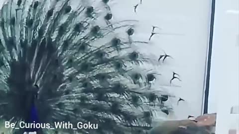 Peacock Dancing in Rain Video طاووس يرقص تحت المطر