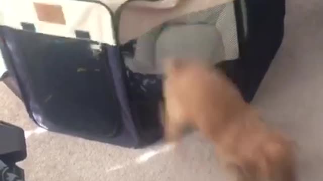 Labrador puppy climbs out of red flexible pen