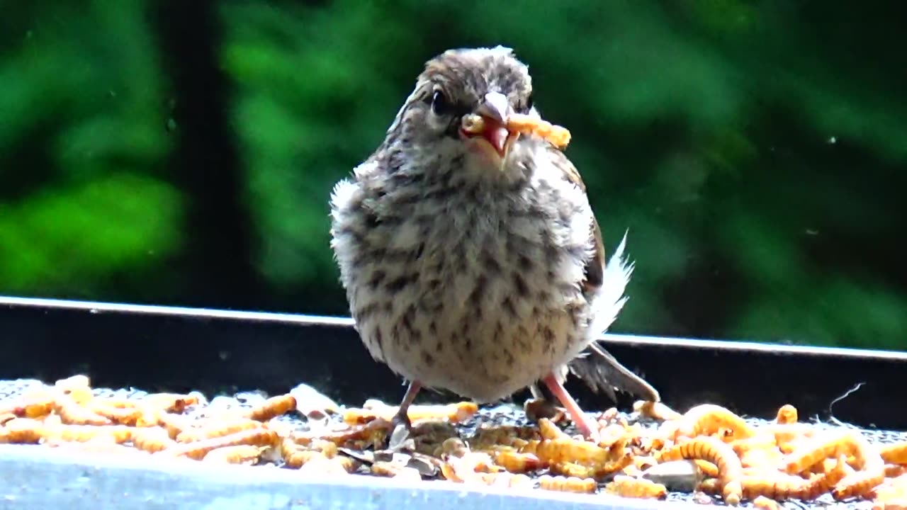 Chirping Sparrows