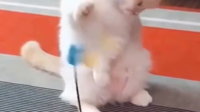 💗Cute And Funny CATS➤ ➤Try Not To Laugh