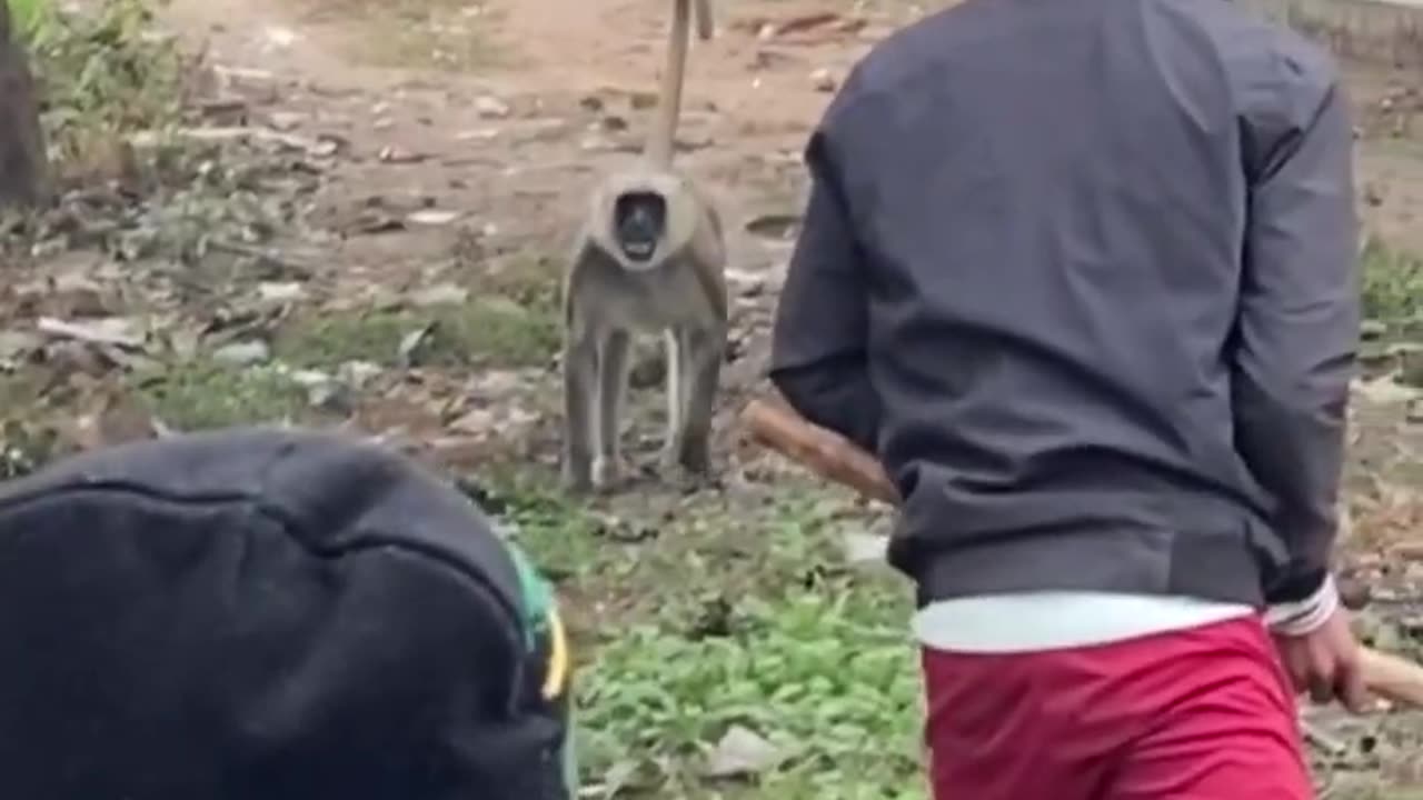 Dangerous_monkey_attack_in_village😨😰😱_#monkey_#villagevlog_#