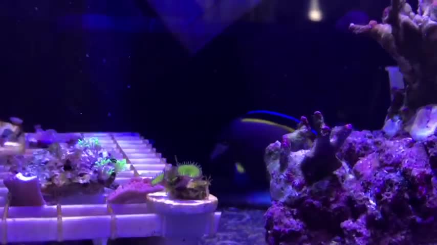 CURING ICH IC (WHITE SPOTS) PARASITE IN FISH AQUARIUM TANGS KEEPING THEM STRONG