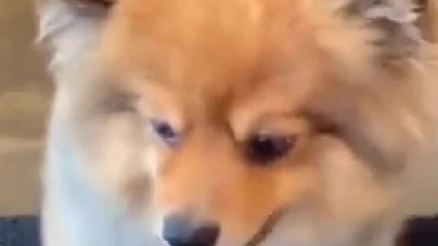 Funny animal Videos - Funny