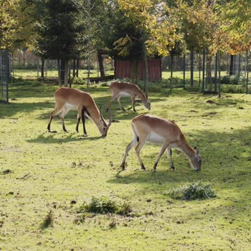 Deer is one of the most beautiful animals