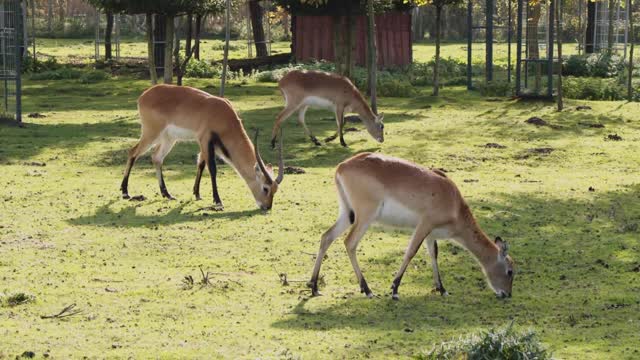 Deer is one of the most beautiful animals