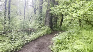 Gnarly Tree Along Latourell Falls Loop – Columbia River Gorge National Scenic Area – Oregon – 4K