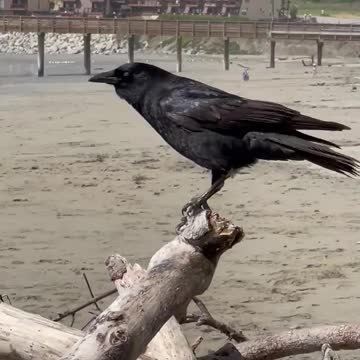 Crow of Cayucos