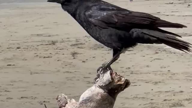 Crow of Cayucos