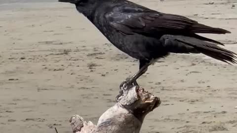 Crow of Cayucos