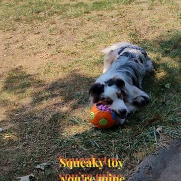 Soccer ball you’re mine cuts ruff cut 2