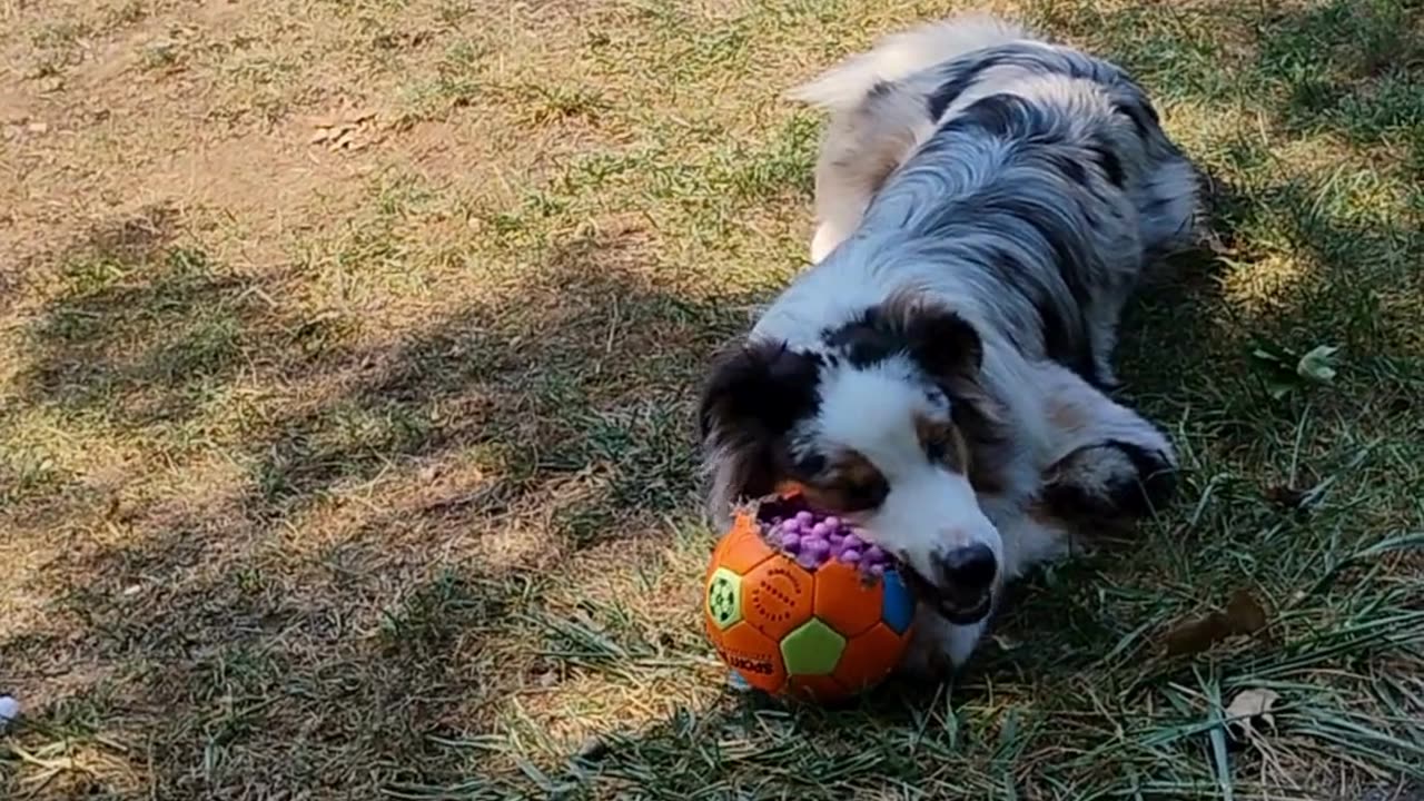 Soccer ball you’re mine cuts ruff cut 2