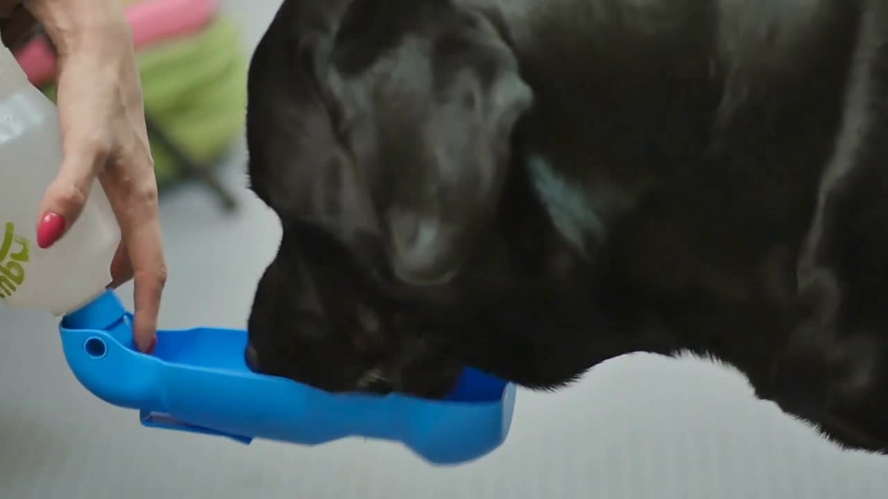 Dog drink a water from drinking bowl