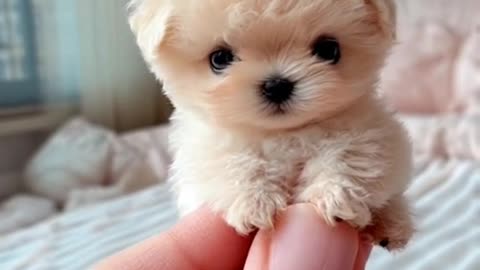 Mini dogie