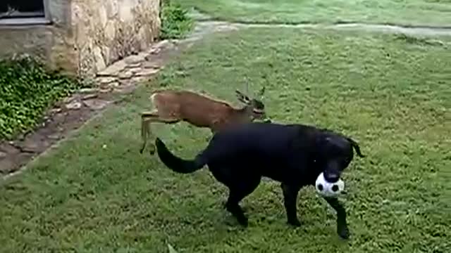 deer vs dog feet vs paw who is boss