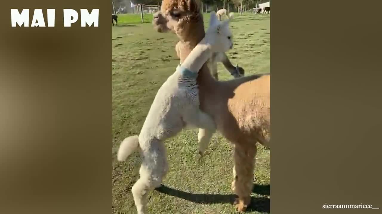 Funniest Animal Videos - FORGET STRESS and LAUGH HARD with Funny Animal_s Life Compilation(720P_HD)
