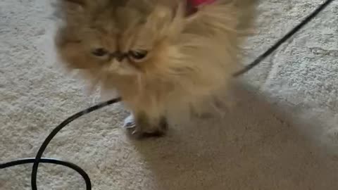 DustBuster Persian Cat