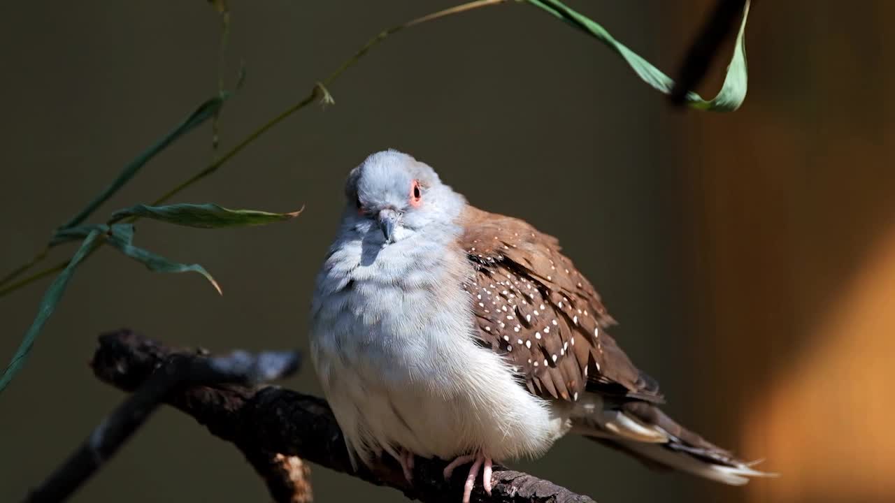 Relax Music with Birds For Studying, Yoga, Deep Sleep, Spa And Meditation