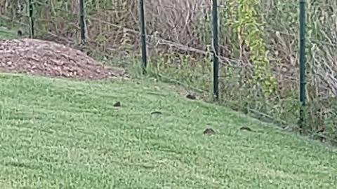 mouse mole vole shrew? Bryan Texas 6/24/22