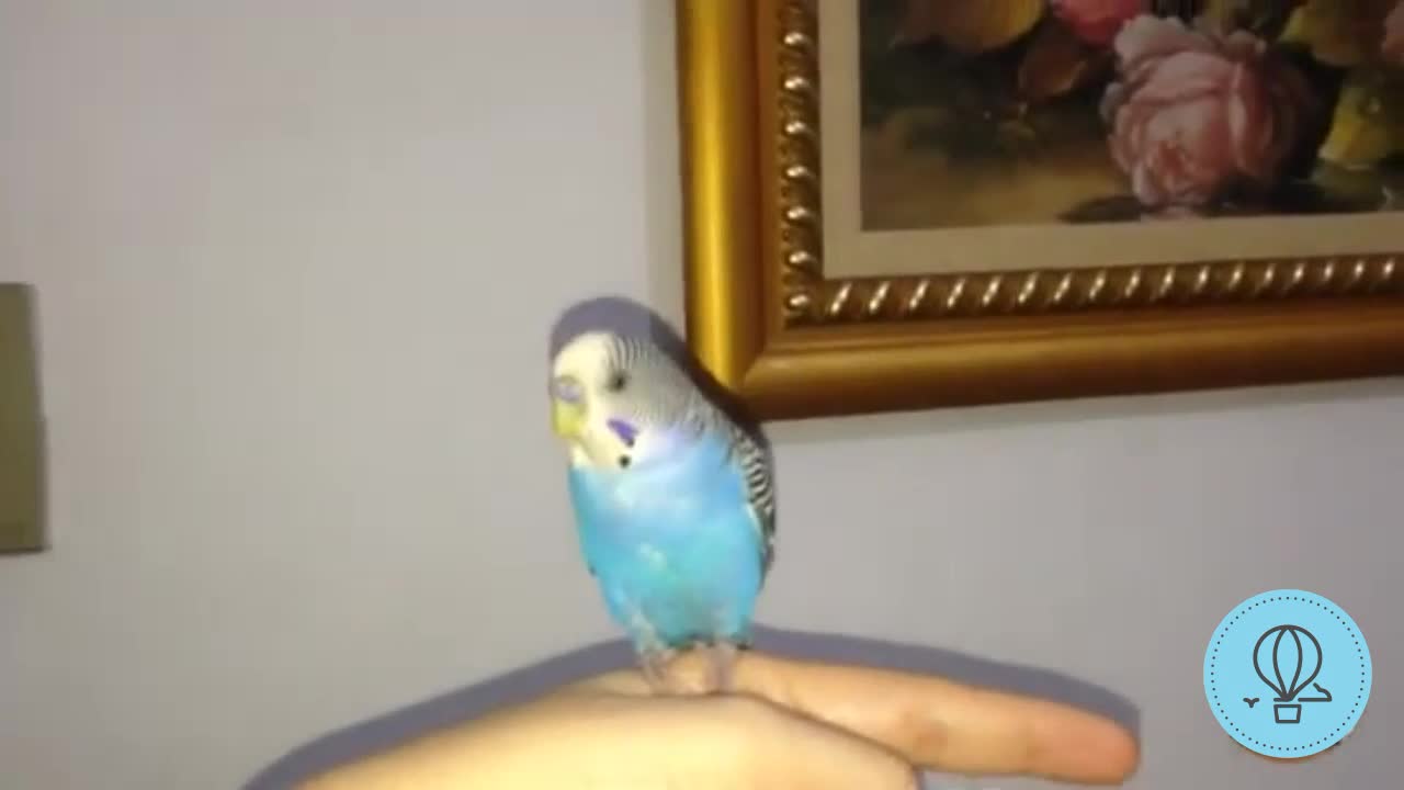 My budgie climbs on my finger