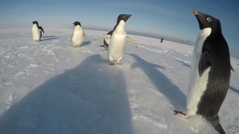 The curiosity of a penguin