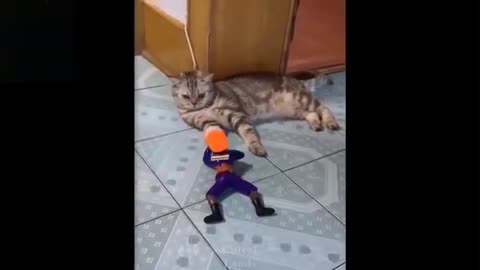Watch these cats go crazy, SUPER CUTE & FUNNY