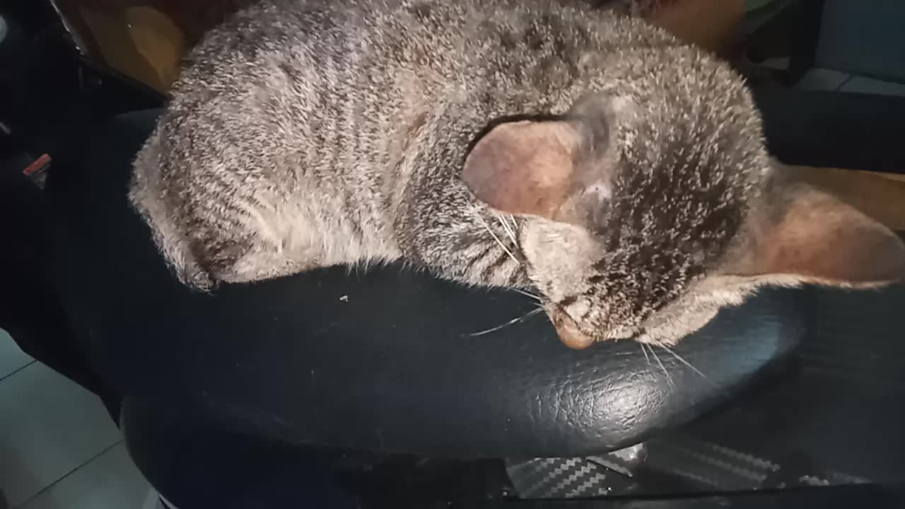 Cat Sleeping on Motorcycle