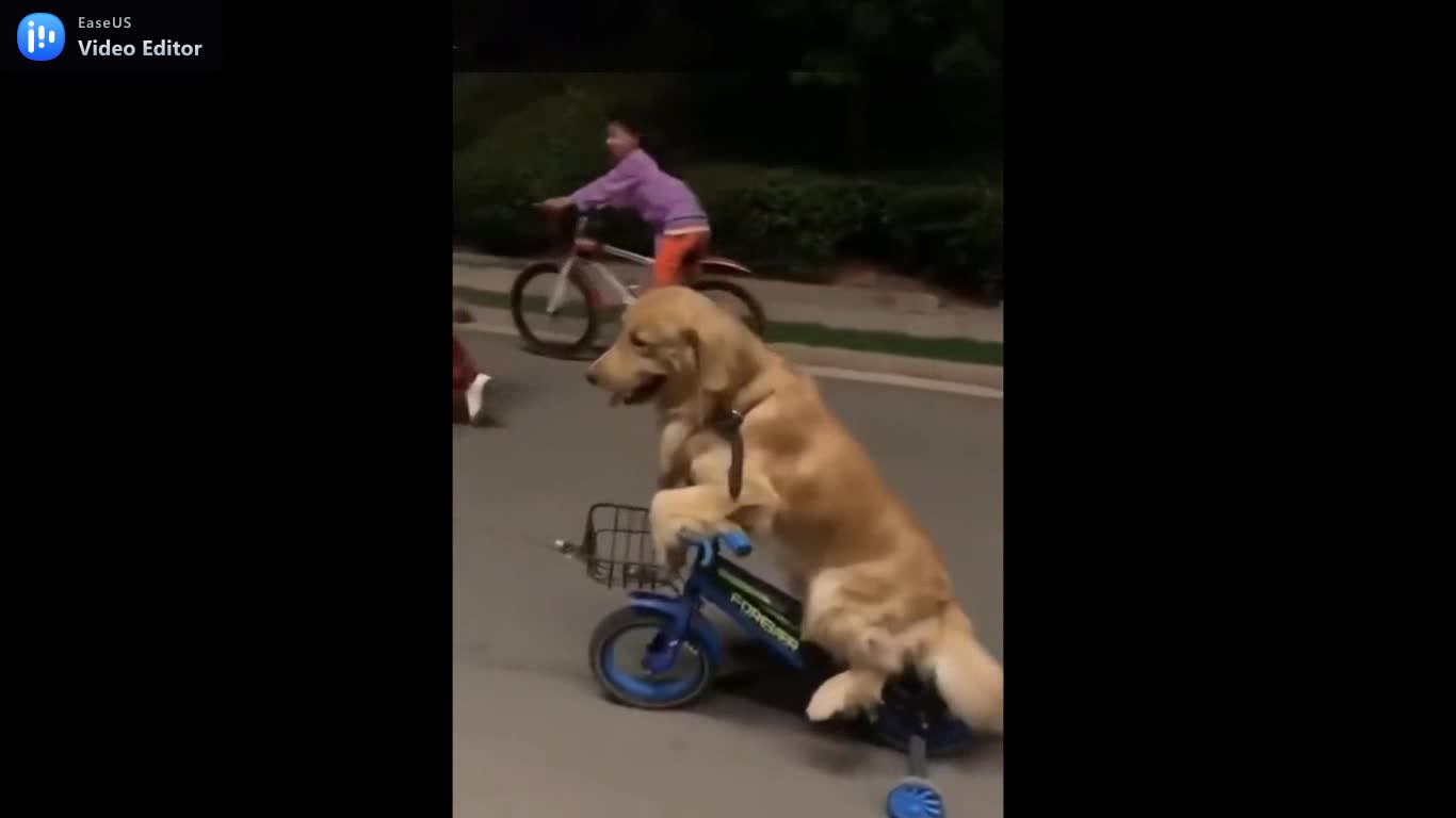 golden retriever riding a bicycle.mp4