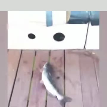 frightened semi live fish