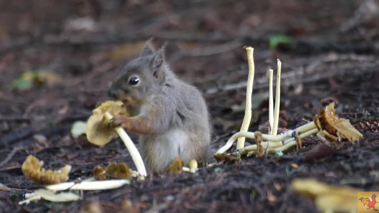 Squirrel in its natural environment. Having dinner with fungas .