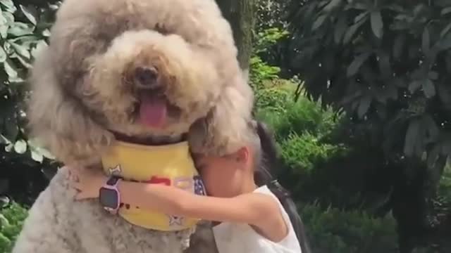 Gigantic Fluffy poodle Dogs Love Being Carried ❤️