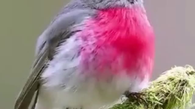 Beautifull song this Pink Robin