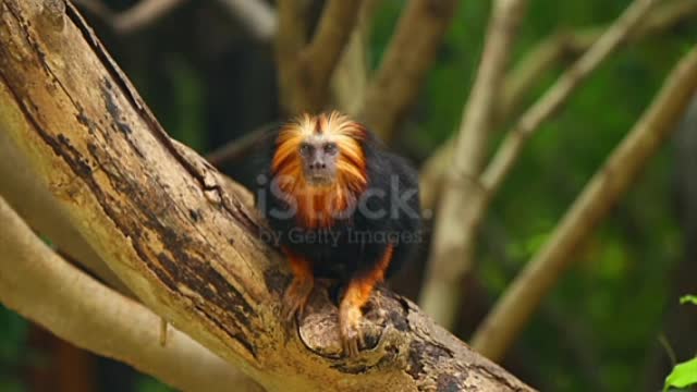 Golden-headed lion tamarin on tree.