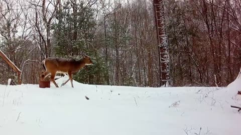 Animals forest video