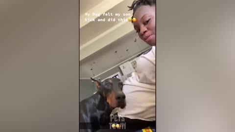 OMG You Will Not Believe These Funny Dog Videos! | Pets Town