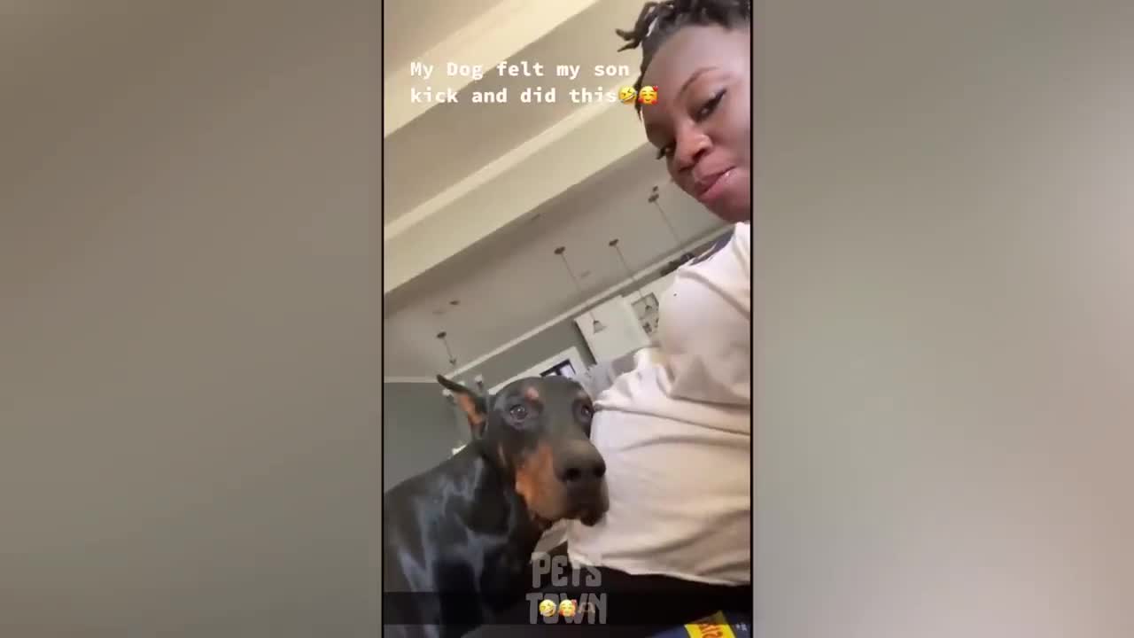 OMG You Will Not Believe These Funny Dog Videos! | Pets Town