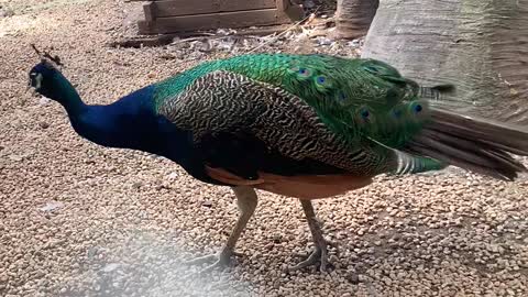 The peacock's feathers are dazzling