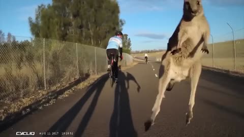 The Kangaroo: Australia's Craziest Native Animal