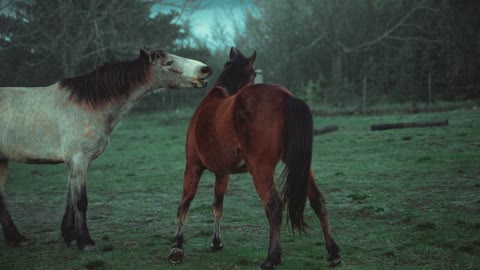 Beautiful horses in nature