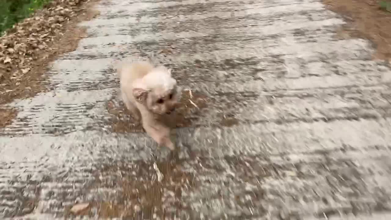 Running dog